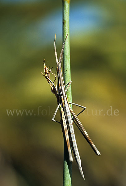 Nasenschrecke ssp. (Acrida ungarica mediterranea)