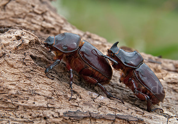 Nashornkäfer (Oryctes nasicornis)