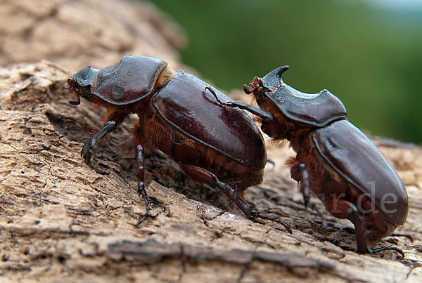 Nashornkäfer (Oryctes nasicornis)