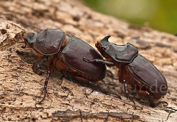 Nashornkäfer (Oryctes nasicornis)