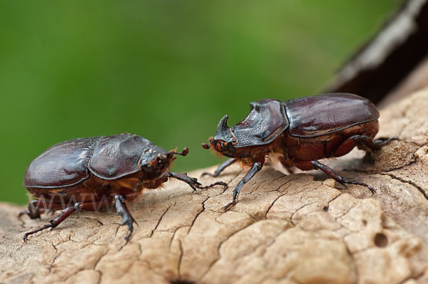 Nashornkäfer (Oryctes nasicornis)