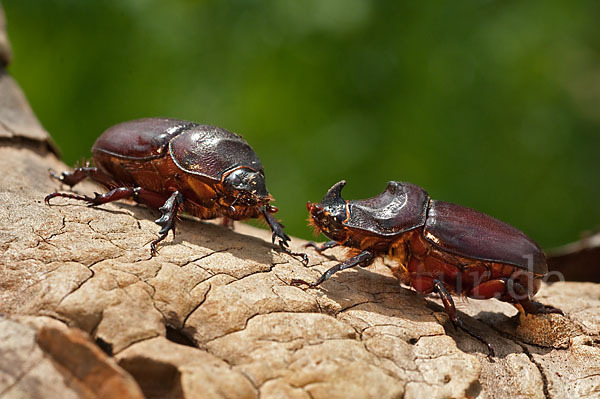 Nashornkäfer (Oryctes nasicornis)