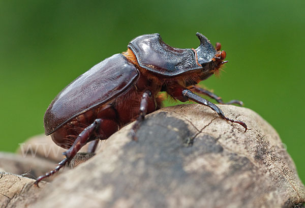 Nashornkäfer (Oryctes nasicornis)