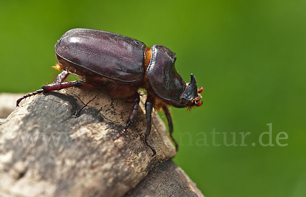 Nashornkäfer (Oryctes nasicornis)