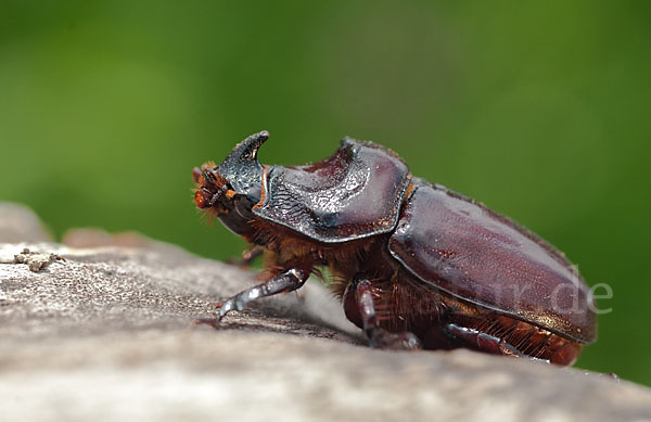 Nashornkäfer (Oryctes nasicornis)