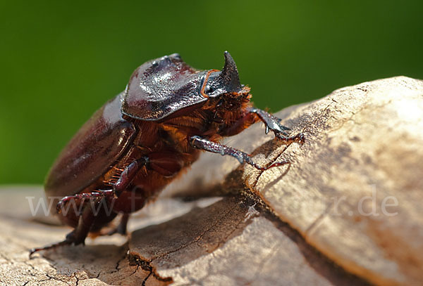 Nashornkäfer (Oryctes nasicornis)