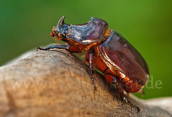 Nashornkäfer (Oryctes nasicornis)