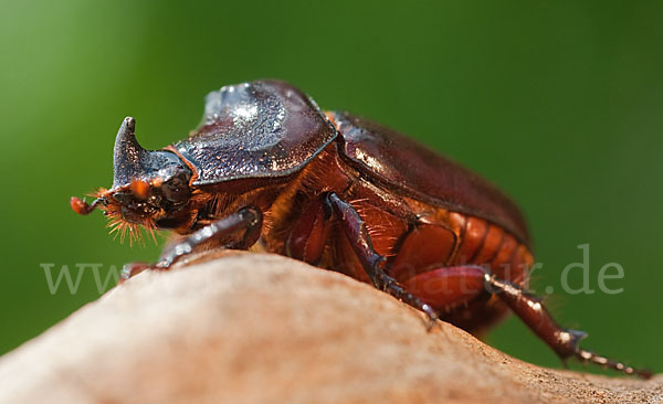 Nashornkäfer (Oryctes nasicornis)