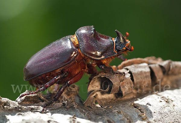 Nashornkäfer (Oryctes nasicornis)