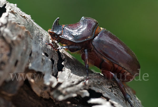 Nashornkäfer (Oryctes nasicornis)