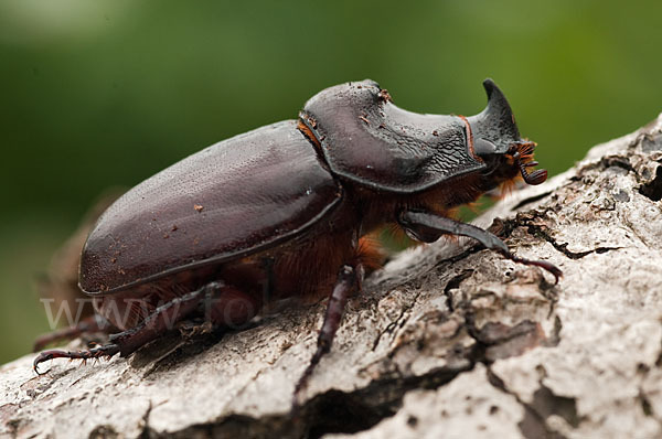 Nashornkäfer (Oryctes nasicornis)