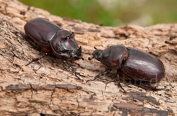 Nashornkäfer (Oryctes nasicornis)