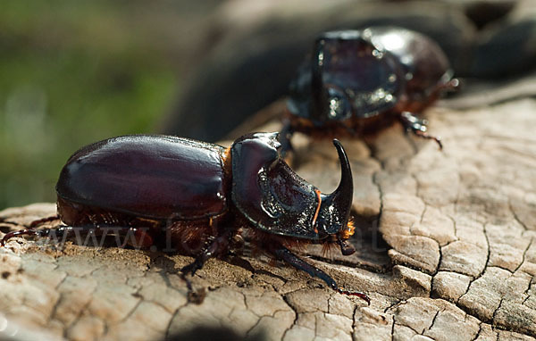 Nashornkäfer (Oryctes nasicornis)