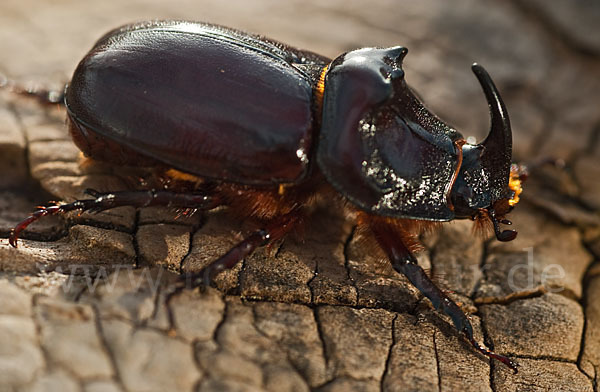 Nashornkäfer (Oryctes nasicornis)