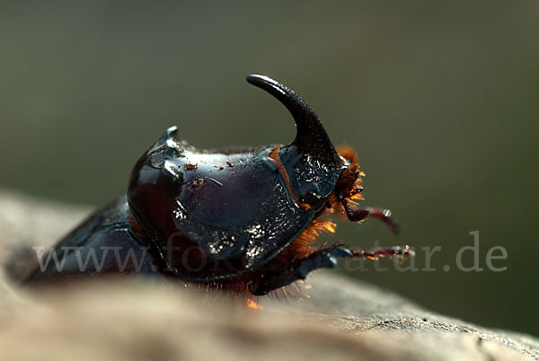 Nashornkäfer (Oryctes nasicornis)