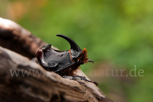 Nashornkäfer (Oryctes nasicornis)