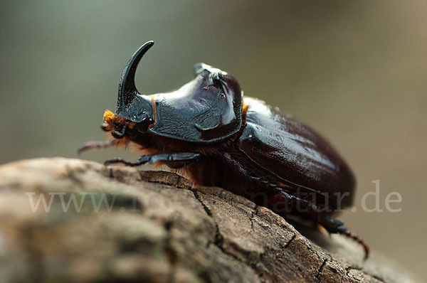 Nashornkäfer (Oryctes nasicornis)