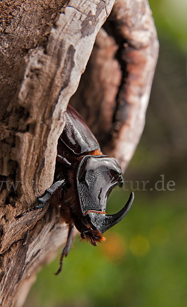 Nashornkäfer (Oryctes nasicornis)