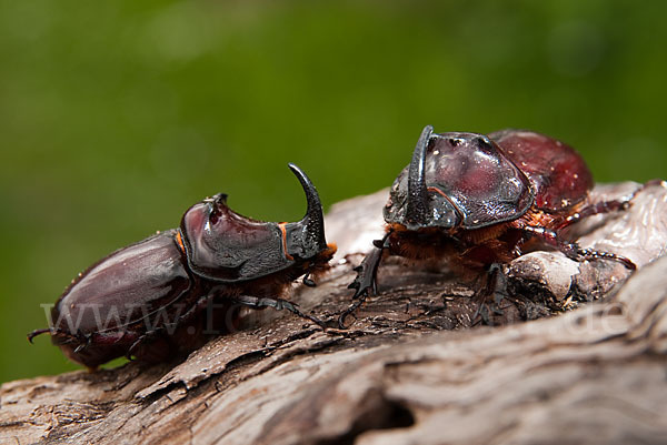 Nashornkäfer (Oryctes nasicornis)