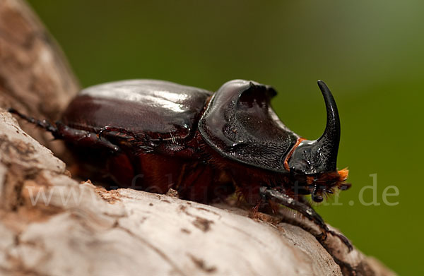 Nashornkäfer (Oryctes nasicornis)