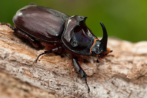 Nashornkäfer (Oryctes nasicornis)