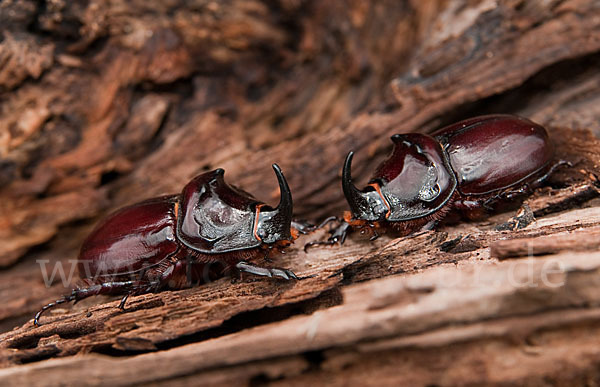 Nashornkäfer (Oryctes nasicornis)