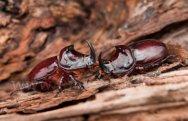 Nashornkäfer (Oryctes nasicornis)