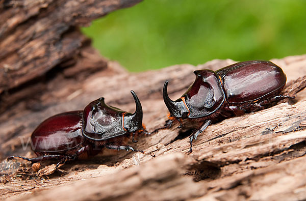 Nashornkäfer (Oryctes nasicornis)