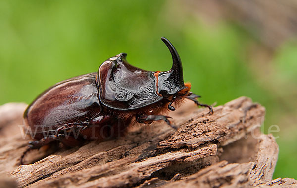 Nashornkäfer (Oryctes nasicornis)