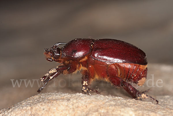 Nashornkäfer spec. (Phyllognathus excavatus)