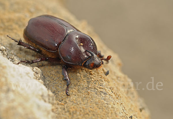 Nashornkäfer spec. (Phyllognathus excavatus)