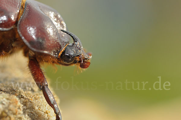 Nashornkäfer spec. (Phyllognathus excavatus)