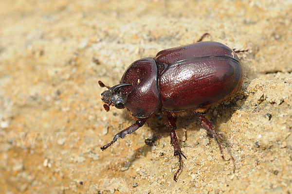 Nashornkäfer spec. (Phyllognathus excavatus)