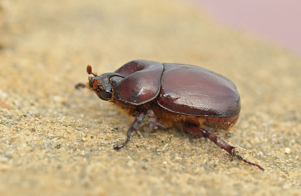 Nashornkäfer spec. (Phyllognathus excavatus)