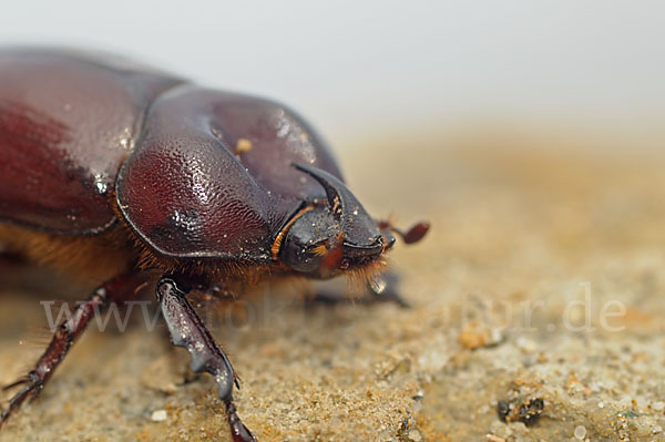 Nashornkäfer spec. (Phyllognathus excavatus)