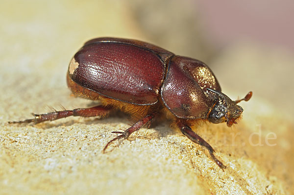 Nashornkäfer spec. (Phyllognathus excavatus)