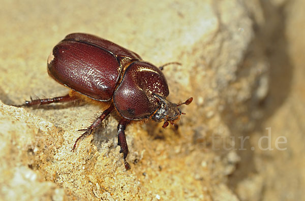 Nashornkäfer spec. (Phyllognathus excavatus)