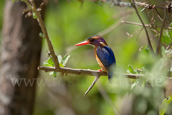 Natalzwergfischer (Ispidina picta)