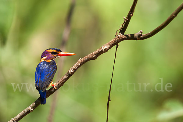 Natalzwergfischer (Ispidina picta)