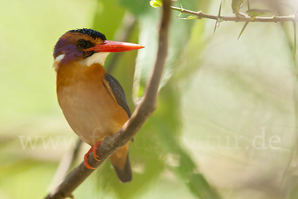 Natalzwergfischer (Ispidina picta)