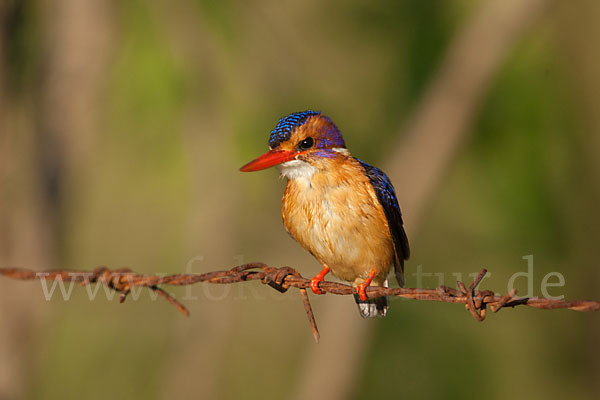 Natalzwergfischer (Ispidina picta)