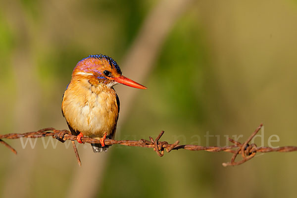 Natalzwergfischer (Ispidina picta)