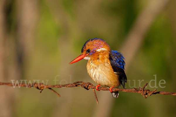 Natalzwergfischer (Ispidina picta)