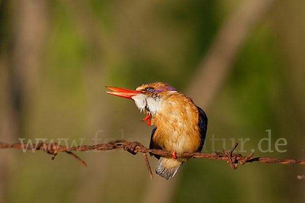 Natalzwergfischer (Ispidina picta)