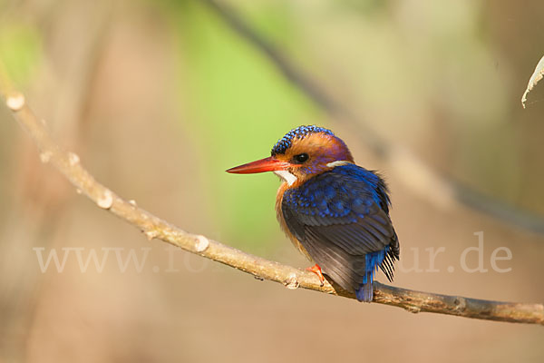 Natalzwergfischer (Ispidina picta)