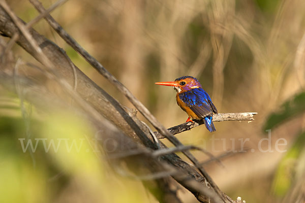 Natalzwergfischer (Ispidina picta)