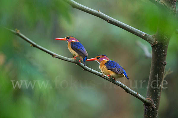 Natalzwergfischer (Ispidina picta)