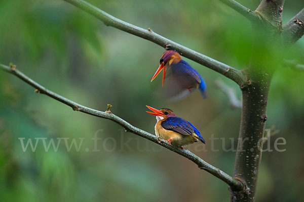 Natalzwergfischer (Ispidina picta)