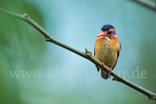 Natalzwergfischer (Ispidina picta)