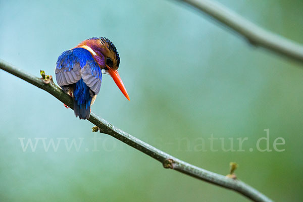 Natalzwergfischer (Ispidina picta)